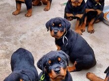Rotveyler balaları