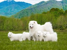 Samoyed