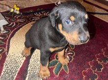 Doberman balası