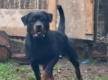 Rotveyler