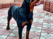 Rotveyler