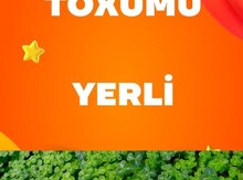 Yonca toxumu 