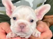 French bulldog