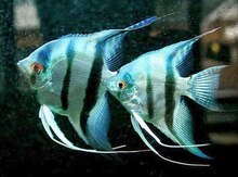Blue zebra angelfish