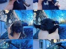 Doberman balaları