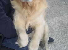 Qızılı rotveyler (cütləşdirmək üçün)