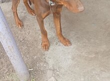 Doberman