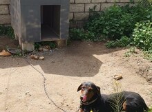 Doberman