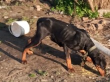 Doberman