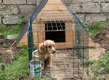 Spaniel