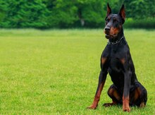 Doberman