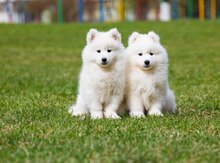 Samoyed