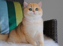 Qızılı şinşilla pişiyi (cütləşdirmək üçün)