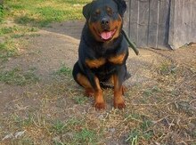 Rotveyler (cütləçdirmək üçün)