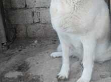 Alabay