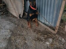 Doberman
