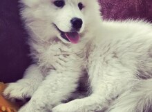 Samoyed