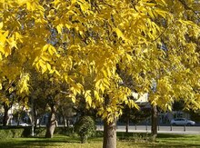 Psixoloq xidməti