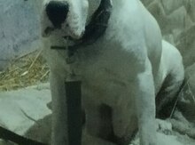 Dogo argentino balası