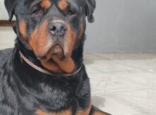 Rotveyler