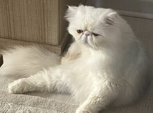 Pers cütləşdirmək üçün