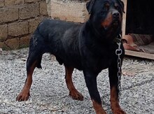 Rotveyler 