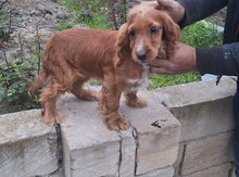 Koker spaniel