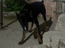 Doberman 