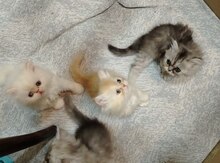 Pers pişiyi balaları