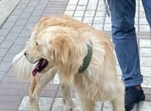Labrador Retriver