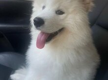 Samoyed
