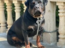 Rotveyler (cütləşdirmək üçün)
