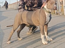 Pitbul