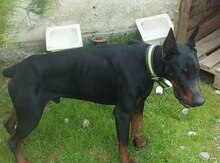 Doberman