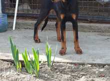 Doberman