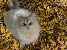 Pers pişiyi (cütləşdirmək üçün)
