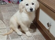 Labrador Retriver 