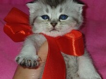 Шотландская шиншилла