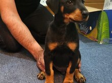 Doberman