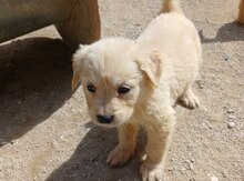 Golden Retriver