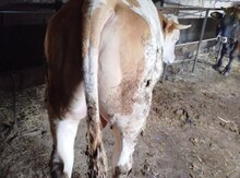 Simmental  dana