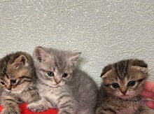 Şotland və şinşilla pişik balaları