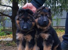 German sheperd
