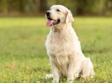 Golden Retriver