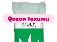 Qazon toxumu