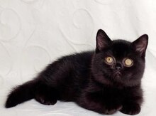 Британский котенок