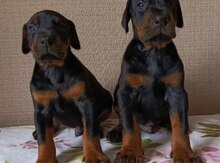 Doberman