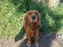 Koker Spaniel
