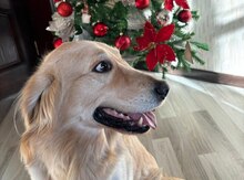 Qızılı Retriver