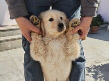 Qızılı Retriver